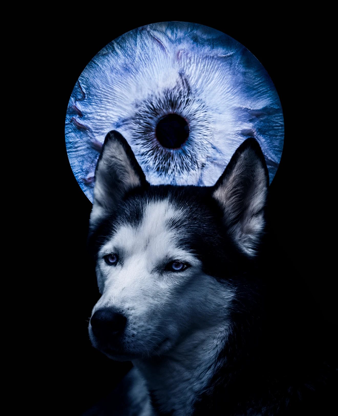 Chien devant une création de son iris photographié